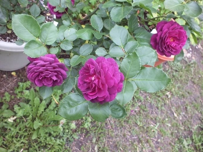  photo ebbtide4_zps69cc59dc.jpg